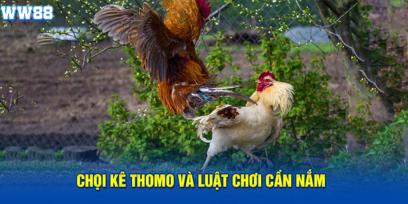 Choi kê Thomo và luật chơi cần nắm Choi kê Thomo và luật chơi cần nắm