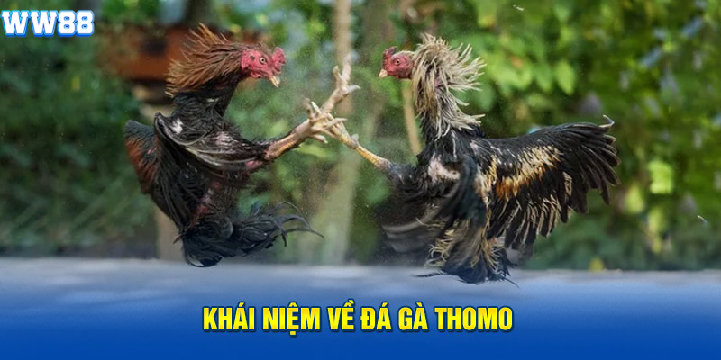 Khái niệm về đá gà Thomo Khái niệm về đá gà Thomo