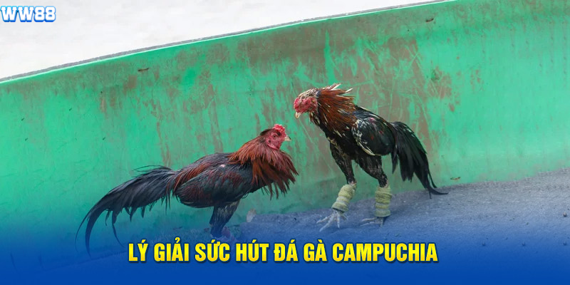 Lý giải sức hút đá gà Campuchia Lý giải sức hút đá gà Campuchia